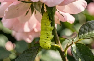 Chenille verte fluo sur une tige de rosier dans un jardin, vue macro détaillée