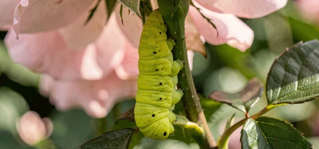 Comment reconnaître et traiter la chenille verte fluo du rosier dans votre jardin Comment reconnaître et traiter la chenille verte fluo du rosier dans votre jardin