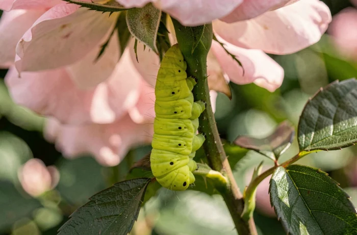 Chenille verte fluo sur une tige de rosier dans un jardin, vue macro détaillée