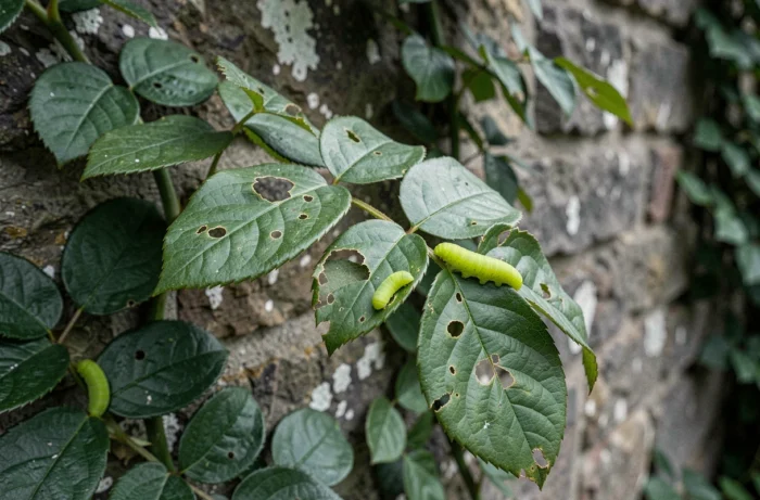Feuilles de rosier endommagées par des chenilles vertes avec traces de morsures visibles