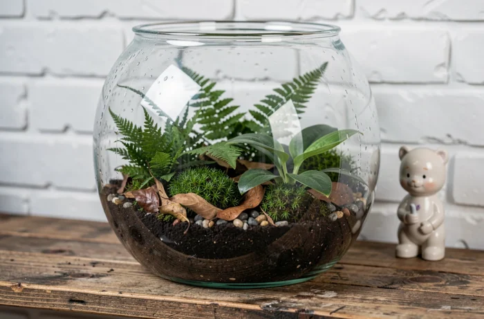 Terrarium fermé en verre avec micro-écosystème de fougères, mousse et condensation visible